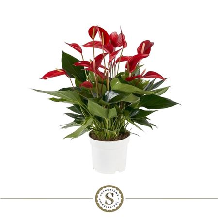Anth An Mille Fleurs Roja 10+ (stolk)