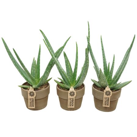 Aloe Vera In Gray Kraagpot