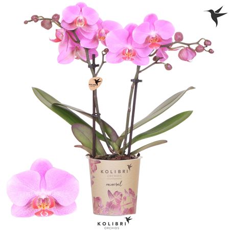 Phal 2st Kolibri Mineral Frederikstad (ok)