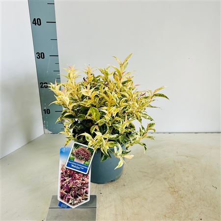 Leucothoë Font Makijaz