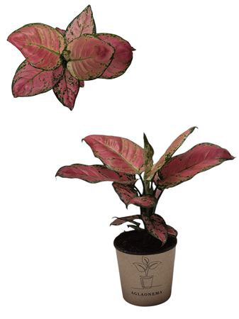 Aglaonema Red Valentine