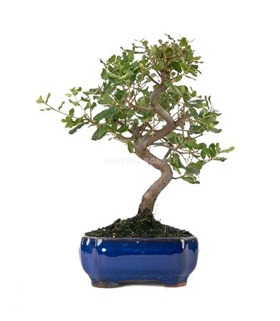 Bonsai Quercus Suber S-shape (outdoor)