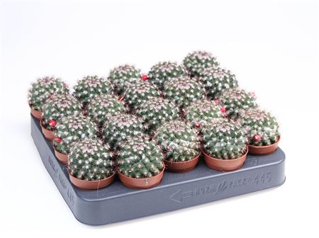 Mammilaria Ibrida