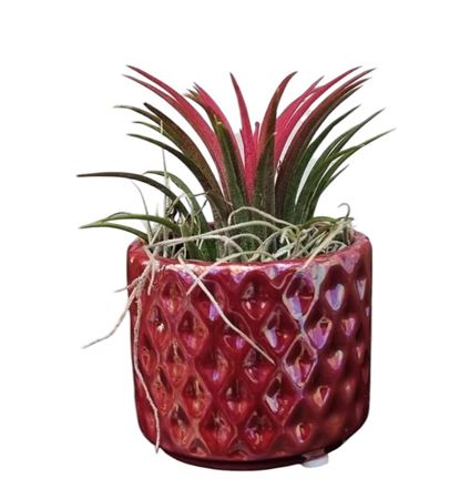 Tillandsia Diamond Red Pot