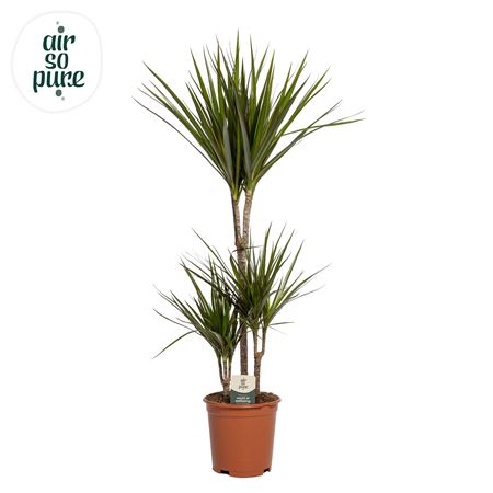 Drac Marginata 45-15-10