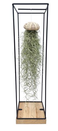 Tillandsia Schelp Hangframe Xl