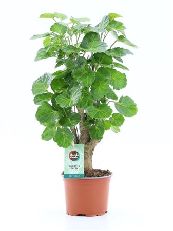 Polyscias Green Lemon