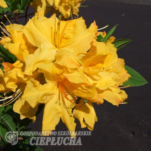 Азалия нэп-хилл Санте Нектарин