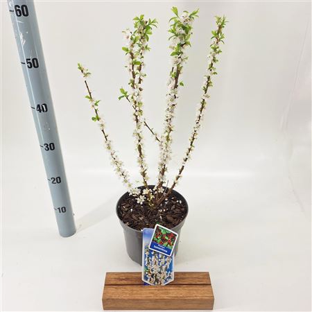 Чернослив войлочный