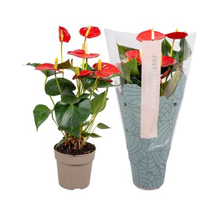 Anth An Aroha Just Perfection (xl-flowers)