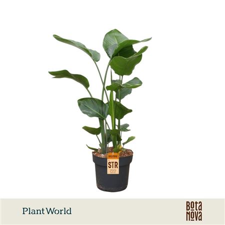 Strelitzia Nicolai 3pp 100-120cm