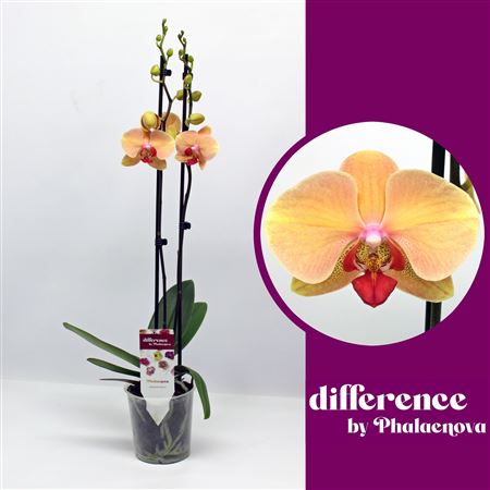 Phal 2st Marianne 14+ ( Phalaenova )\