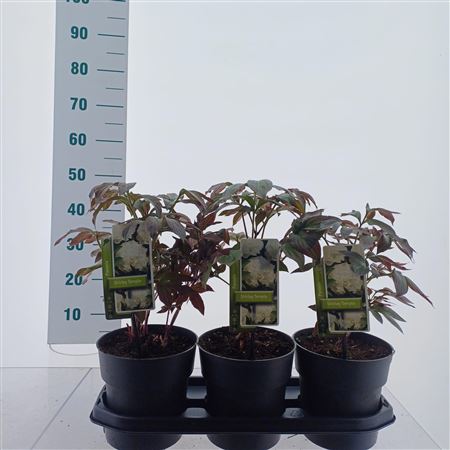 Paeonia Lactiflora Shirley Temple