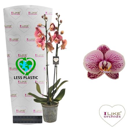 Phal 2st Berger 14+ (levo)