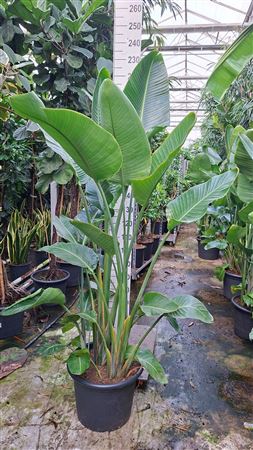 Strelitzia Nicolaii