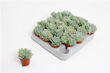 Echeveria Elegans
