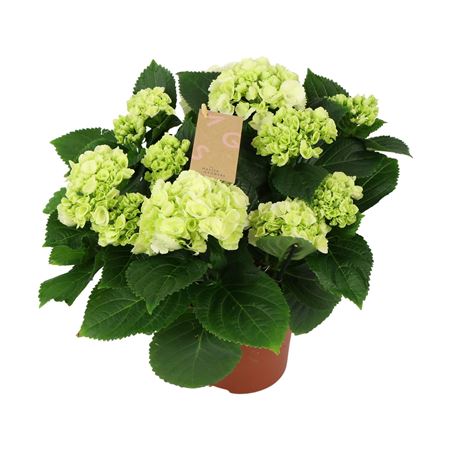 Hydrangea Ma White 7+