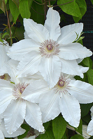 Клематис гибридный Фую-Но-Таби