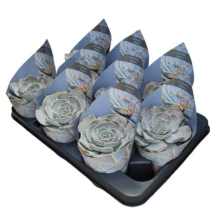 Echeveria Lilacina Potcover