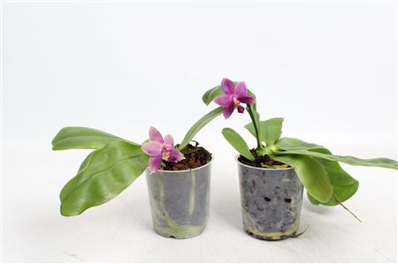 Phal Violacaea 4+