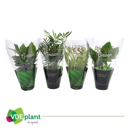 Plant Mix Fresh Green Special Mix