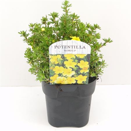 Potentilla Frut Kobold