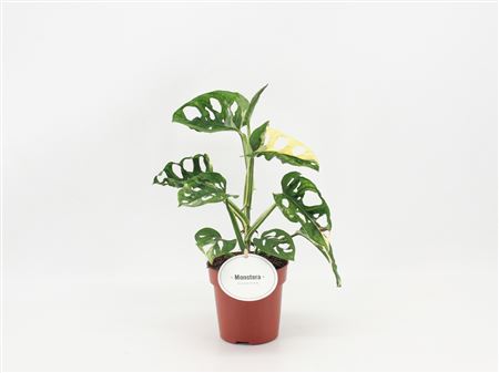 Monstera Adansonii Variegata B