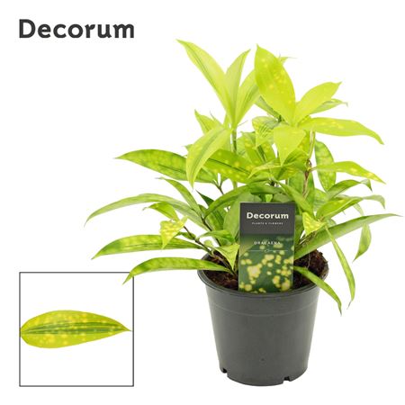 Drac Surculosa Mike (decorum)