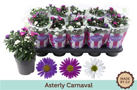 Asterly Carnaval