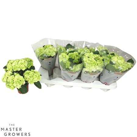 Hydrangea Ma White 3+