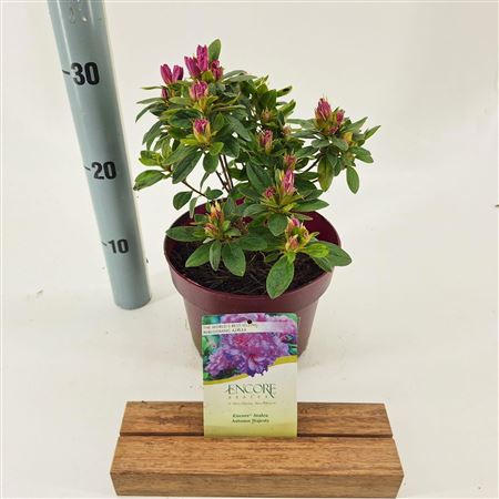 Rhodo Encore Autumn Moonstruck