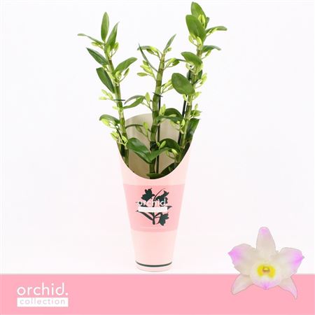 Dendr Nob 3st Kumiko Orchid Collection