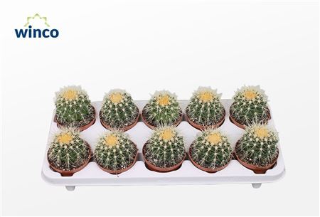 Echinocactus Grusonii 17 Cm