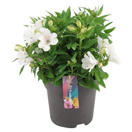 Alstroemeria Inticancha Magic White
