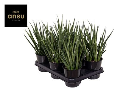 Sansevieria Comet Kichaka