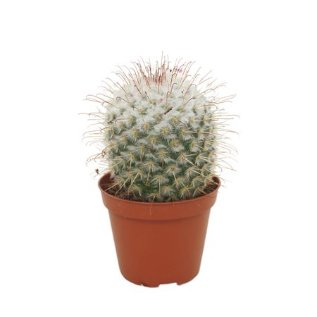 Mammillaria Bombycina 8,5 Cm
