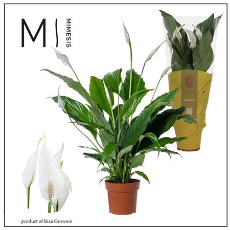 Spath Sweet Chico 5+ (mimesis)