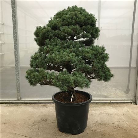 Bonsai Pinus Parviflora Garden Tree