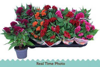 Целозия Микс