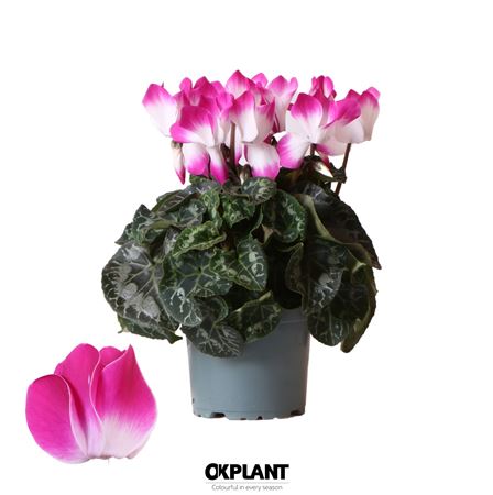 Cyclamen Indiaka Violet
