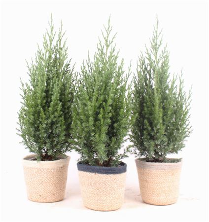 Juniperus Stricta In Basket Jelle 3 Colors
