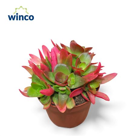 Crassula Capitella Campfire (red)