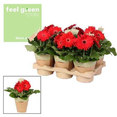 Gerbera Red 2+ Feel Green