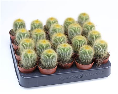 Eriocactus Leninghausii