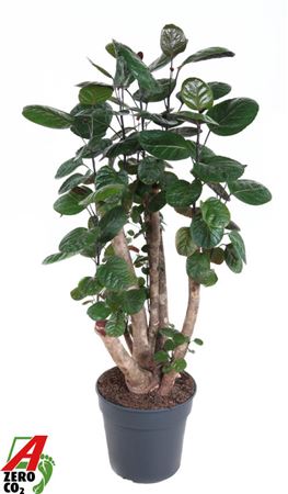 Polyscias Fabian Vertakt P31