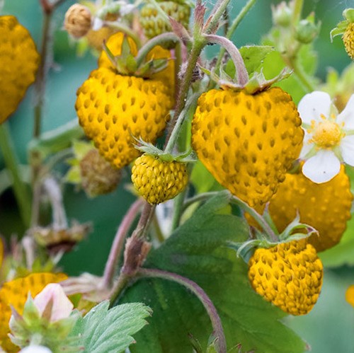 Земляника лесная Желтое Чудо