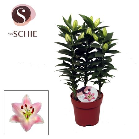 Lilium Or Souvenir 3pp