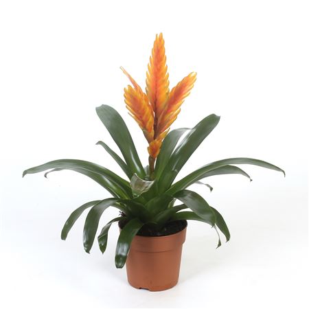 Vriesea Energy