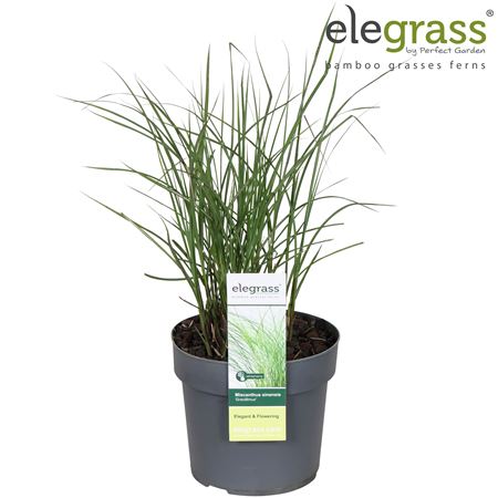 Miscanthus Sinensis Gracillimus