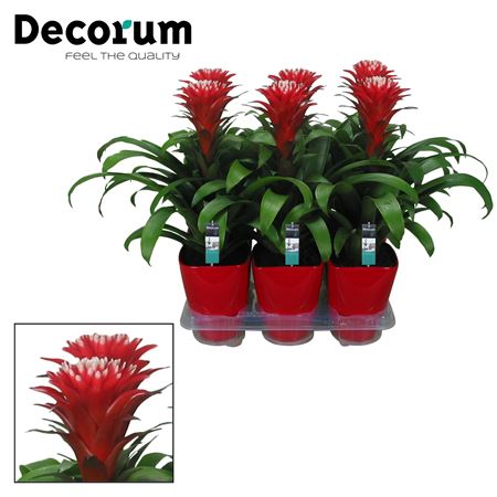 Guzmania Hope Ceramic (decorum)
